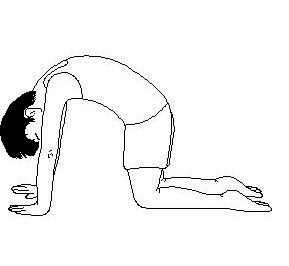 dog and cat exercise